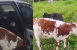 Terneros iban en un carro; autoridades investigan si fueron robados