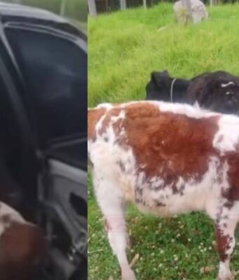 Terneros iban en un carro; autoridades investigan si fueron robados