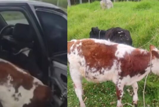 Terneros iban en un carro; autoridades investigan si fueron robados