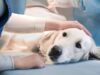 Prográmese Mosquera abre jornada gratuita de esterilización