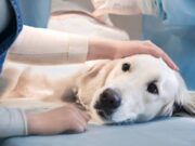Prográmese Mosquera abre jornada gratuita de esterilización
