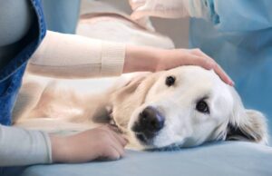 Prográmese Mosquera abre jornada gratuita de esterilización