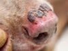 Conmoción en Cundinamarca por el caso de un perro con quemaduras en el 80 % de su cuerpo