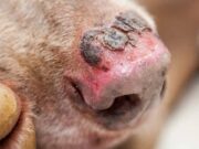 Conmoción en Cundinamarca por el caso de un perro con quemaduras en el 80 % de su cuerpo