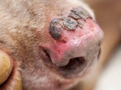 Conmoción en Cundinamarca por el caso de un perro con quemaduras en el 80 % de su cuerpo