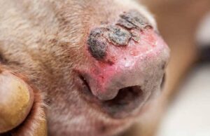 Conmoción en Cundinamarca por el caso de un perro con quemaduras en el 80 % de su cuerpo