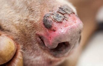 Conmoción en Cundinamarca por el caso de un perro con quemaduras en el 80 % de su cuerpo