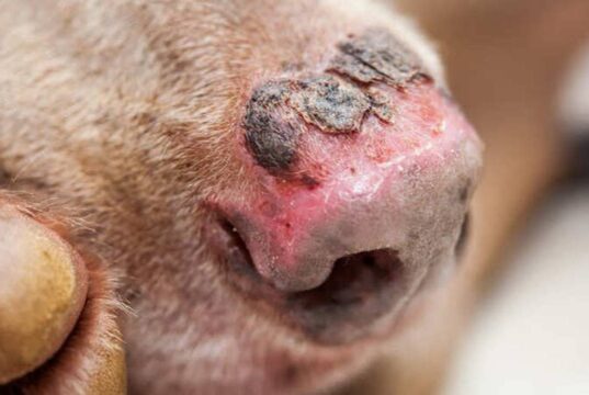 Conmoción en Cundinamarca por el caso de un perro con quemaduras en el 80 % de su cuerpo