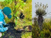 Cundinamarca refuerza la conservación del páramo de Sumapaz