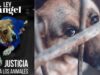 Se endurecen las sanciones por maltrato animal: ¿qué cambia?