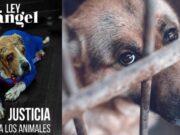 Se endurecen las sanciones por maltrato animal: ¿qué cambia?