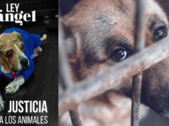 Se endurecen las sanciones por maltrato animal: ¿qué cambia?