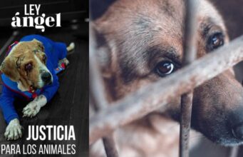 Se endurecen las sanciones por maltrato animal: ¿qué cambia?
