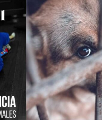 Se endurecen las sanciones por maltrato animal: ¿qué cambia?