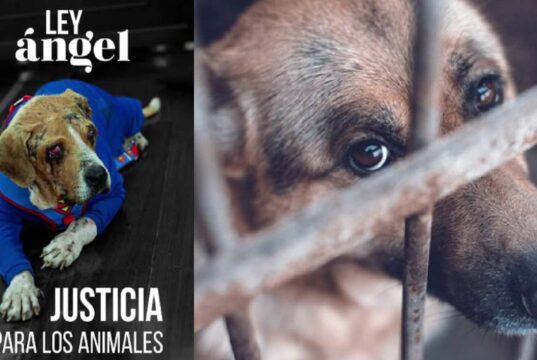 Se endurecen las sanciones por maltrato animal: ¿qué cambia?