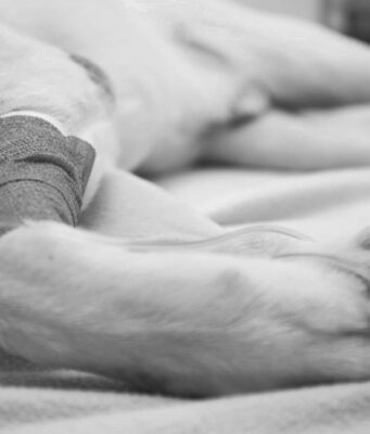 Denuncian brutal ataque con machete contra una perrita