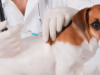 ¡Protege a tu mascota! Madrid realizará una jornada gratuita de vacunación antirrábica
