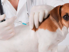 ¡Protege a tu mascota! Madrid realizará una jornada gratuita de vacunación antirrábica