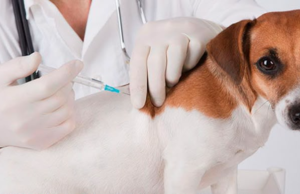 ¡Protege a tu mascota! Madrid realizará una jornada gratuita de vacunación antirrábica