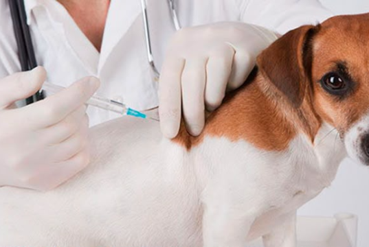 ¡Protege a tu mascota! Madrid realizará una jornada gratuita de vacunación antirrábica