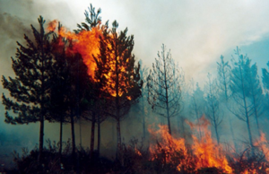 ¡Cundinamarca en alerta! Agosto ya concentra la mayoría de hectáreas afectadas por incendios forestales