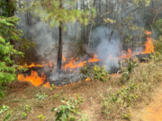 ¡Impresionante operativo en La Vega! Más de 24 descargas aéreas para controlar un incendio forestal