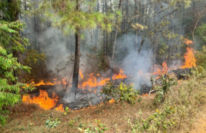 ¡Impresionante operativo en La Vega! Más de 24 descargas aéreas para controlar un incendio forestal