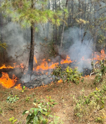 ¡Impresionante operativo en La Vega! Más de 24 descargas aéreas para controlar un incendio forestal