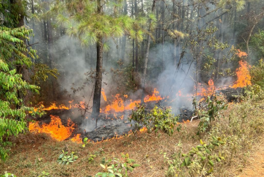 ¡Impresionante operativo en La Vega! Más de 24 descargas aéreas para controlar un incendio forestal