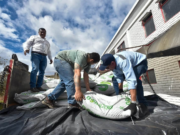 ¡Cundinamarca se prepara para el Fenómeno de El Niño! Producirán 3.100 toneladas de alimento para el ganado