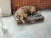 En Cundinamarca: perrito murió tras recibir seis puñaladas