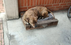 En Cundinamarca: perrito murió tras recibir seis puñaladas