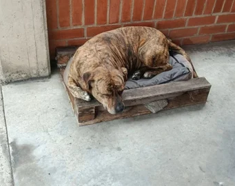 En Cundinamarca: perrito murió tras recibir seis puñaladas