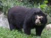 ¡Cundinamarca en alerta por un oso! Comunidad pide intervención de la CAR