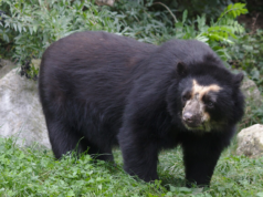 ¡Cundinamarca en alerta por un oso! Comunidad pide intervención de la CAR