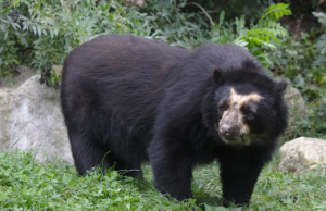 ¡Cundinamarca en alerta por un oso! Comunidad pide intervención de la CAR