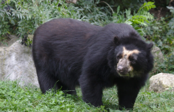 ¡Cundinamarca en alerta por un oso! Comunidad pide intervención de la CAR