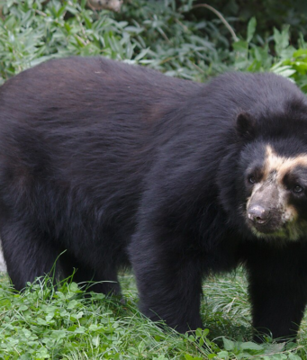 ¡Cundinamarca en alerta por un oso! Comunidad pide intervención de la CAR