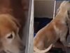 Denuncian presunto maltrato animal en conjunto residencial de Madrid