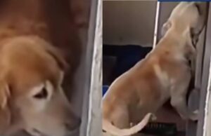 Denuncian presunto maltrato animal en conjunto residencial de Madrid