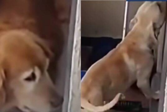 Denuncian presunto maltrato animal en conjunto residencial de Madrid