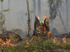 El incendio termina, pero el daño queda: recuperar un bosque puede tardar 30 años