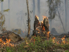 El incendio termina, pero el daño queda: recuperar un bosque puede tardar 30 años