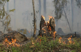 El incendio termina, pero el daño queda: recuperar un bosque puede tardar 30 años