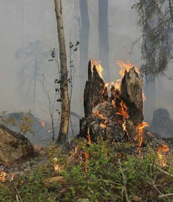 El incendio termina, pero el daño queda: recuperar un bosque puede tardar 30 años