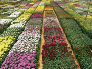 ¿Sabía que la mayoría de las flores colombianas salen de Cundinamarca?