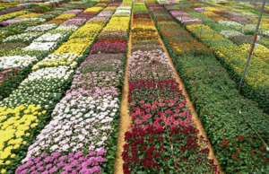 ¿Sabía que la mayoría de las flores colombianas salen de Cundinamarca?