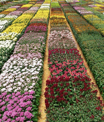 ¿Sabía que la mayoría de las flores colombianas salen de Cundinamarca?