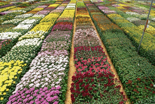 ¿Sabía que la mayoría de las flores colombianas salen de Cundinamarca?