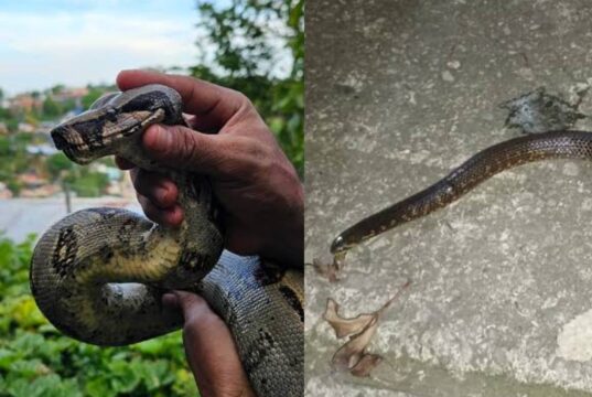 Alerta en Soacha: encontraron una enorme boa de 2,5 metros en plena vía
